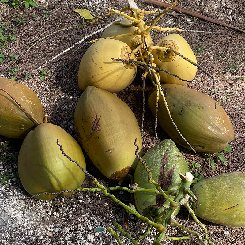 Coconut Farm Tour - Image 2